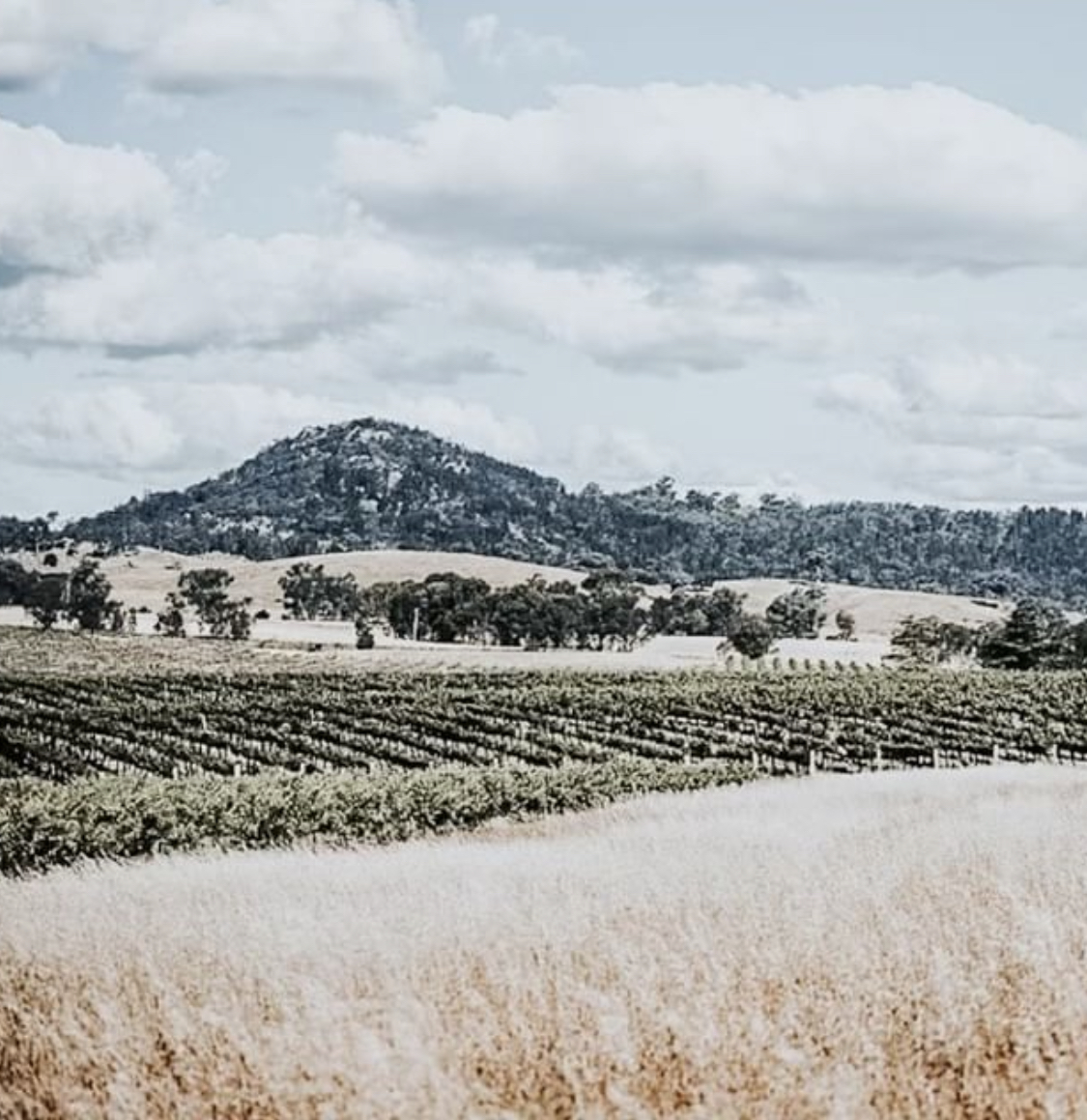 Thinking of relocating to Mudgee? Here’s our top four tips for tree-changers